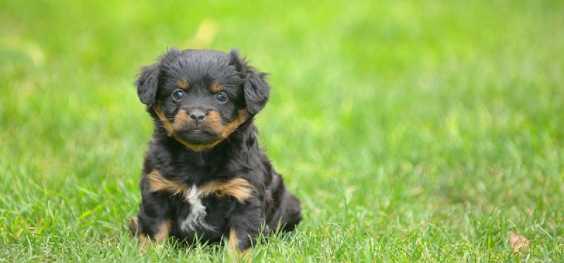 Why Garlic Is Toxic to Dogs: Protect Your Pet