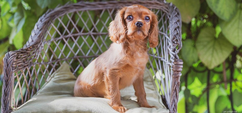 Why Garlic Is Toxic to Dogs: Protect Your Pet