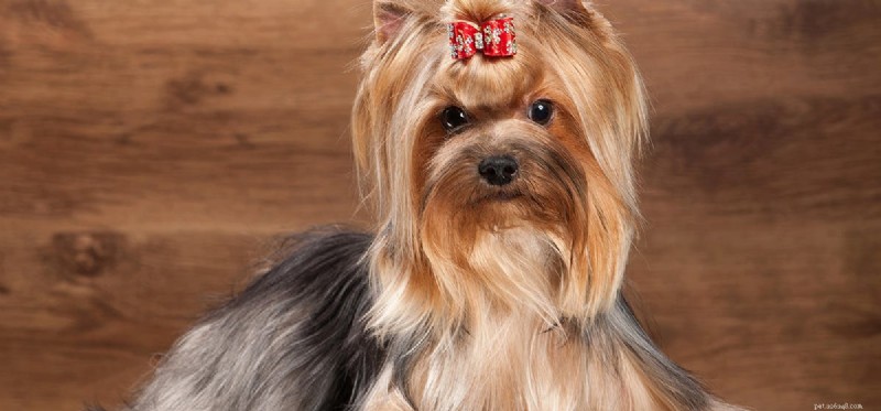 Is Gelatin Safe for Dogs? Exploring Pet-Friendly Gelatinous Foods