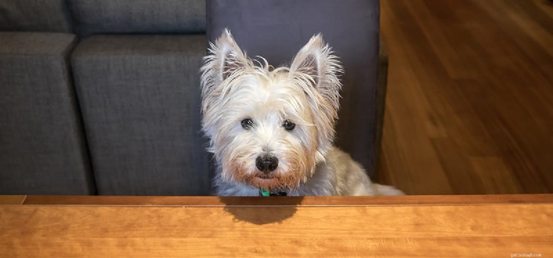 Is Gelatin Safe for Dogs? Exploring Pet-Friendly Gelatinous Foods