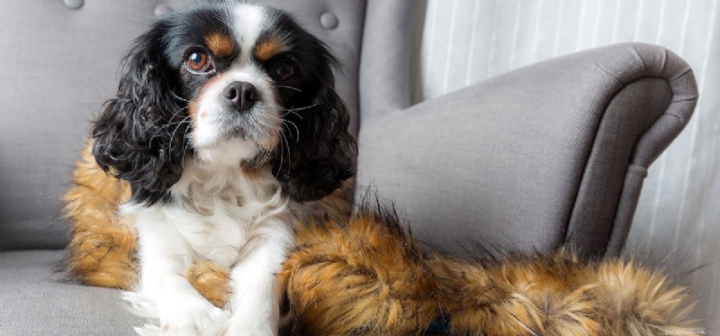 Is Ginseng Safe for Dogs? A Vet‑Approved Guide