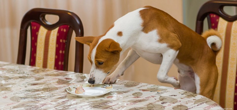 Is Gelatin Safe for Dogs? Exploring Pet-Friendly Gelatinous Foods