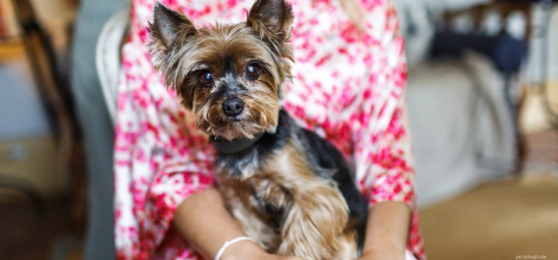 Is Ginseng Safe for Dogs? A Vet‑Approved Guide