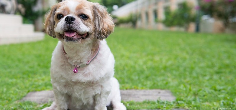 Is Ginseng Safe for Dogs? A Vet‑Approved Guide