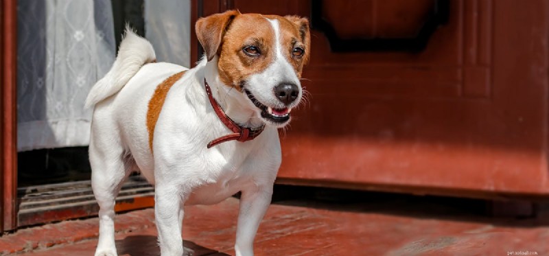 Is Ginseng Safe for Dogs? A Vet‑Approved Guide