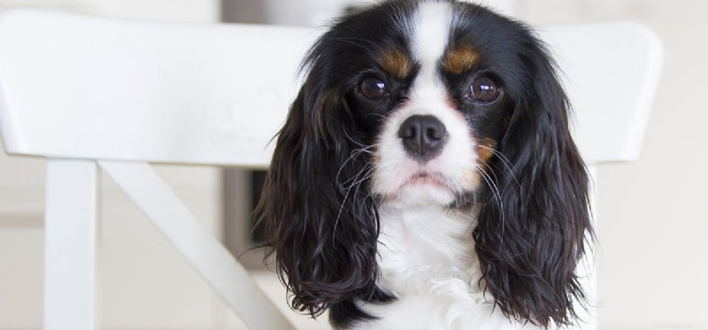 Is It Safe for Dogs to Eat Greasy Foods?