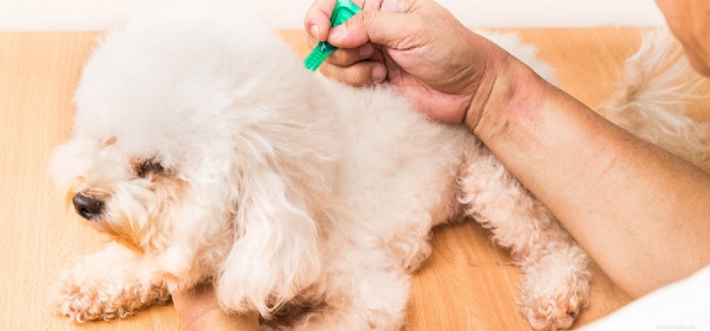 Do Dogs Get Lice? What You Need to Know