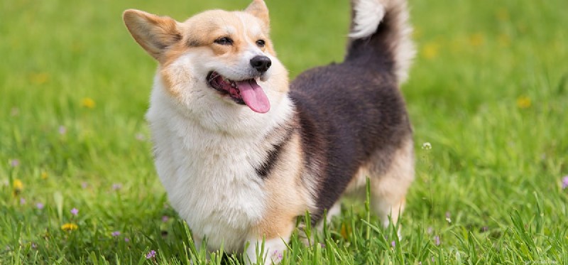 Is It Safe for Dogs to Eat Greasy Foods?