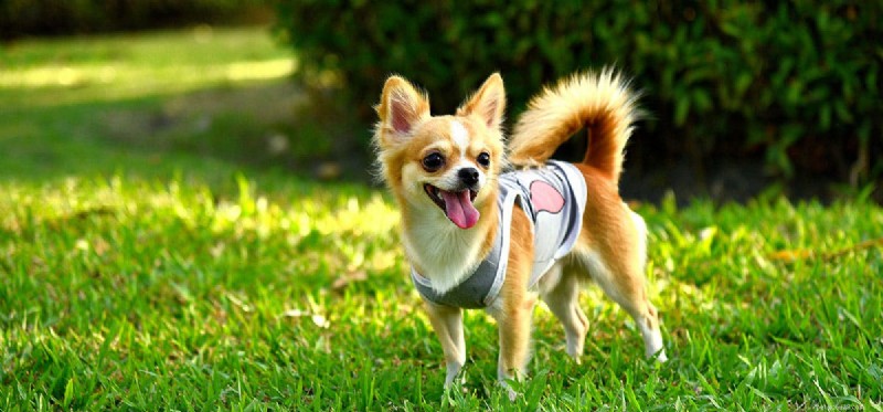 Is It Safe for Dogs to Eat Greasy Foods?