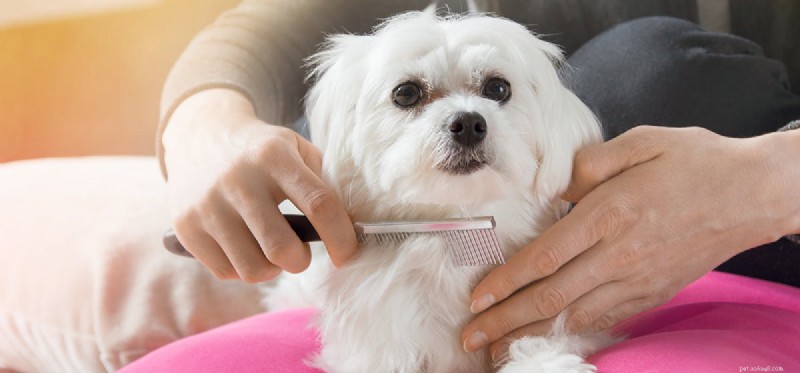Do Dogs Get Lice? What You Need to Know