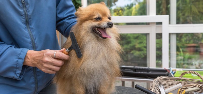 Do Dogs Get Lice? What You Need to Know