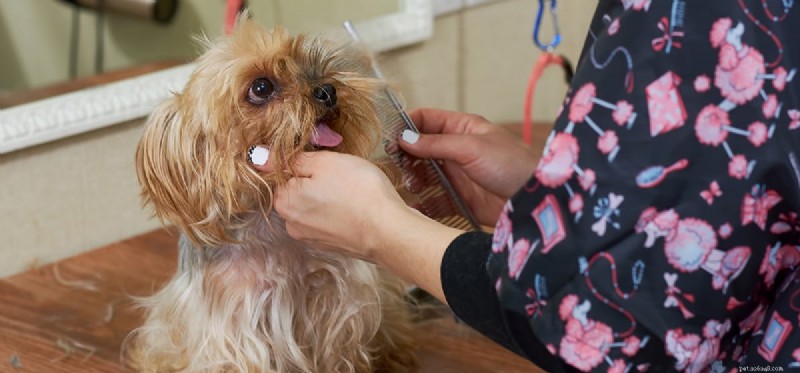 Do Dogs Get Lice? What You Need to Know