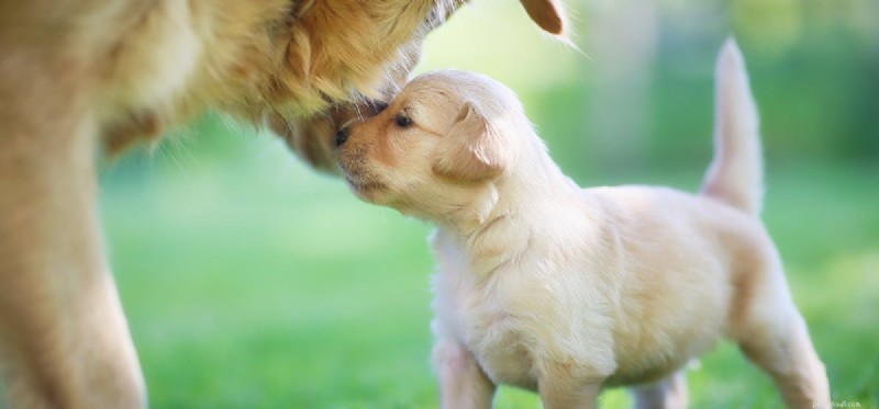 Is It Possible for a Dog to Have Only One Puppy? A Guide to Singleton Litters