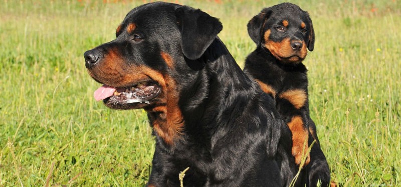 Is It Possible for a Dog to Have Only One Puppy? A Guide to Singleton Litters
