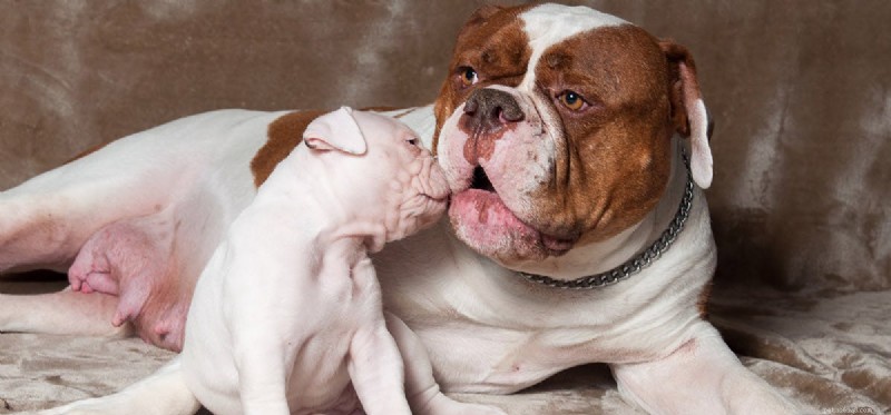 Is It Possible for a Dog to Have Only One Puppy? A Guide to Singleton Litters