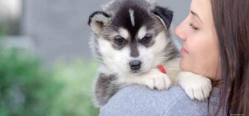 Do Dogs Truly Detect Human Heartbeats? Uncovering Their Remarkable Hearing