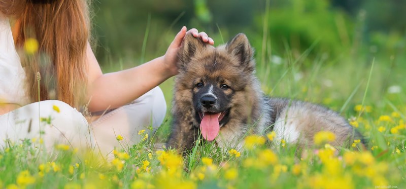 Do Dogs Truly Detect Human Heartbeats? Uncovering Their Remarkable Hearing