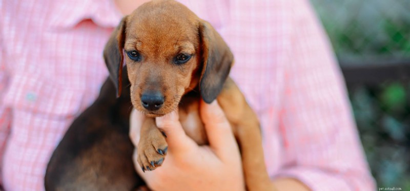 Do Dogs Truly Detect Human Heartbeats? Uncovering Their Remarkable Hearing