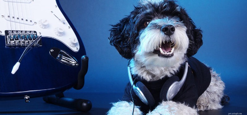 How Well Do Dogs Detect Bass? A Science-Backed Guide