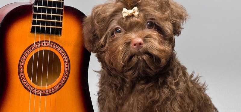 How Well Do Dogs Detect Bass? A Science-Backed Guide