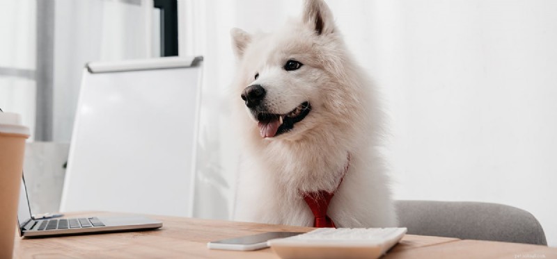 Do Dogs Detect Bluetooth? Exploring Canine Hearing and Technology