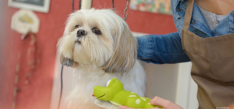 Do Dogs Detect Bluetooth? Exploring Canine Hearing and Technology