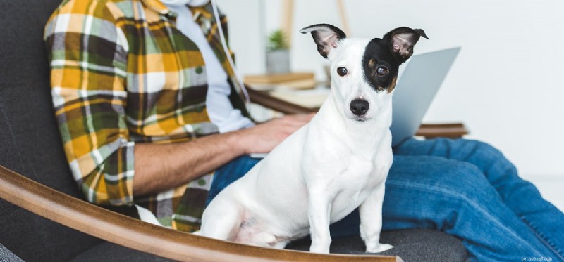 Do Dogs Detect Bluetooth? Exploring Canine Hearing and Technology