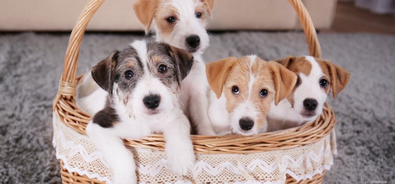 Do Dogs Detect Human Breathing? Unveiling Their Sensory Superpowers