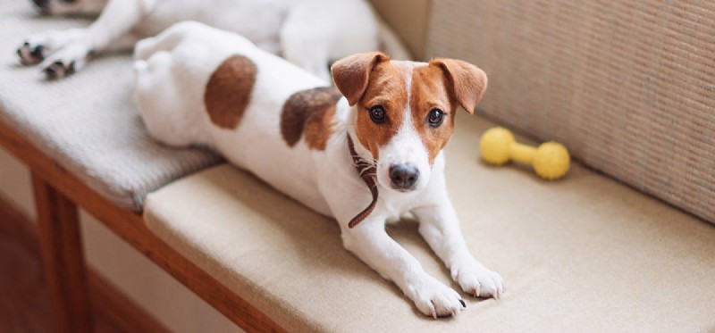 Do Dogs Detect Human Breathing? Unveiling Their Sensory Superpowers