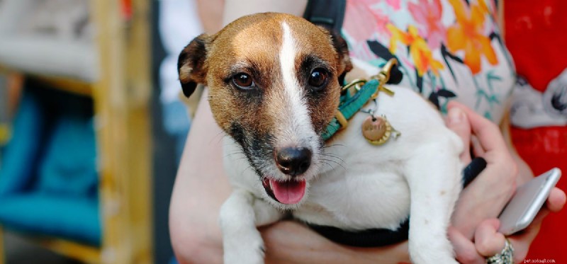 Can Dogs Detect Cell Phone Sounds? A Guide to Canine Hearing