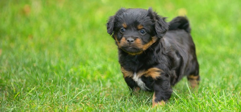 Do Dogs Detect Earthquakes Before They Happen?