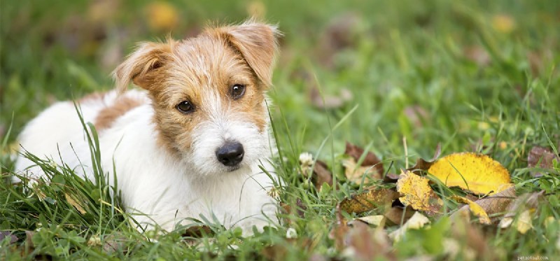 Do Dogs Detect Earthquakes Before They Happen?