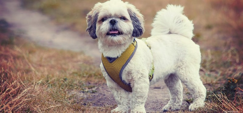Do Dogs Detect Earthquakes Before They Happen?