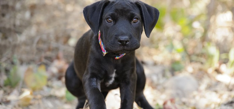 Do Dogs Detect Earthquakes Before They Happen?