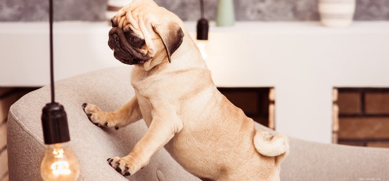 Do Dogs Detect Electrical Frequencies? Exploring Their Ultra‑High‑Frequency Hearing