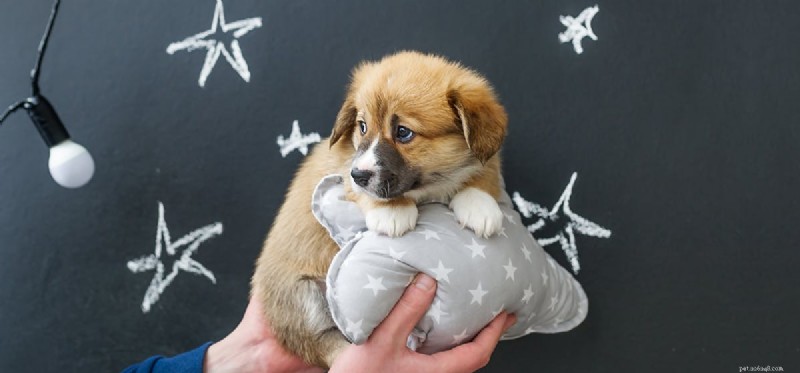 Do Dogs Detect Electrical Frequencies? Exploring Their Ultra‑High‑Frequency Hearing