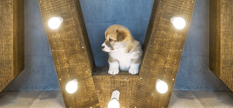 Do Dogs Detect Electrical Frequencies? Exploring Their Ultra‑High‑Frequency Hearing