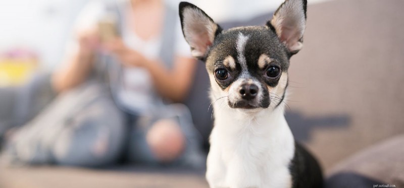 Do Dogs Detect Electrical Frequencies? Exploring Their Ultra‑High‑Frequency Hearing