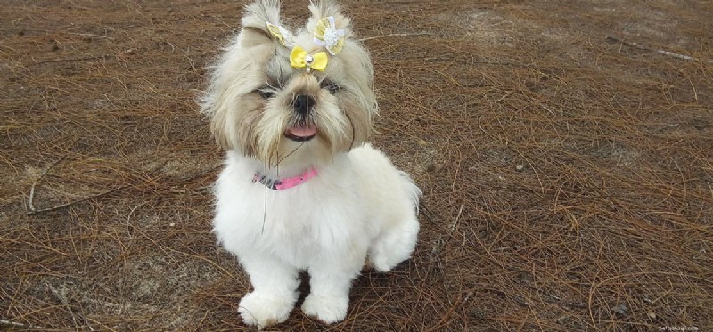 Do Dogs Detect High-Frequency Sounds? Exploring Their Superior Hearing