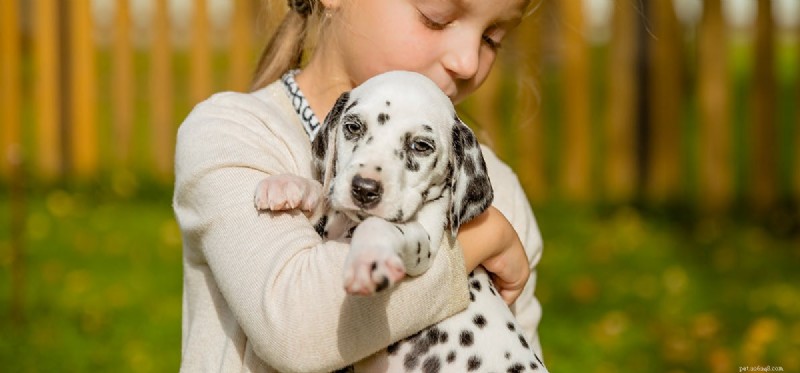 Do Dogs Detect High-Frequency Sounds? Exploring Their Superior Hearing