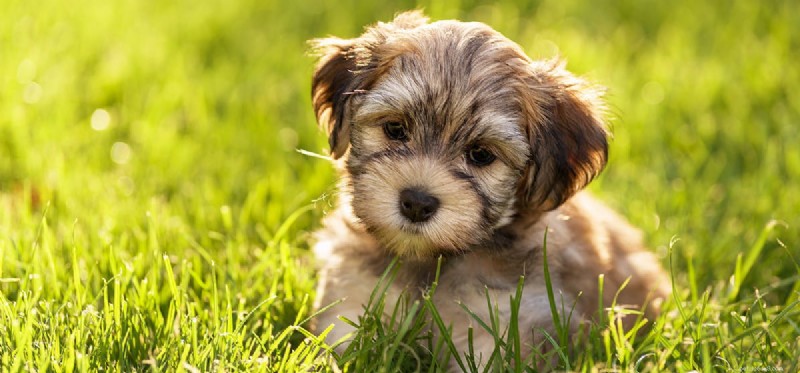 Do Dogs Detect Infrasound? Exploring Their Extraordinary Hearing Range