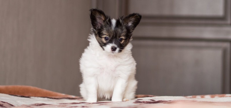 Do Dogs Detect Infrasound? Exploring Their Extraordinary Hearing Range