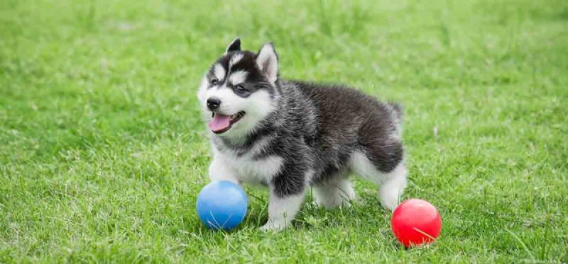 Do Dogs Detect Infrasound? Exploring Their Extraordinary Hearing Range