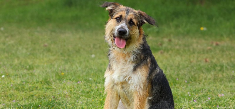 Do Dogs Detect Low-Frequency Sounds? Expert Insights