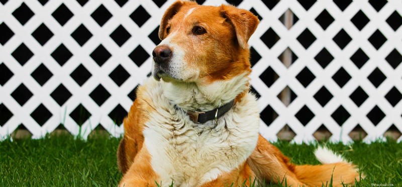 Do Dogs Detect Low-Frequency Sounds? Expert Insights
