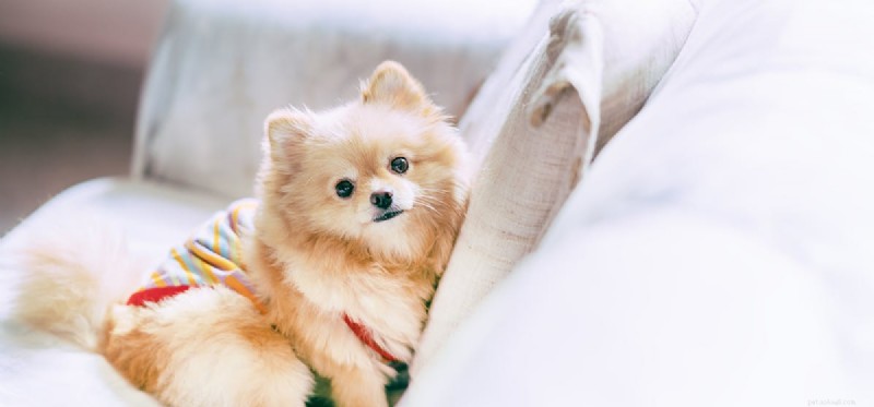 Do Dogs Detect Low-Frequency Sounds? Expert Insights