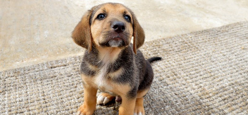 Do Dogs Rely More on Smell or Hearing? The Science Explained