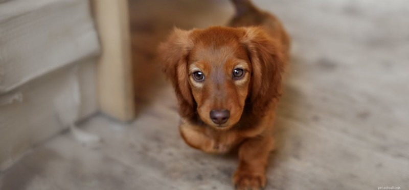 Do Dogs Rely More on Smell or Hearing? The Science Explained