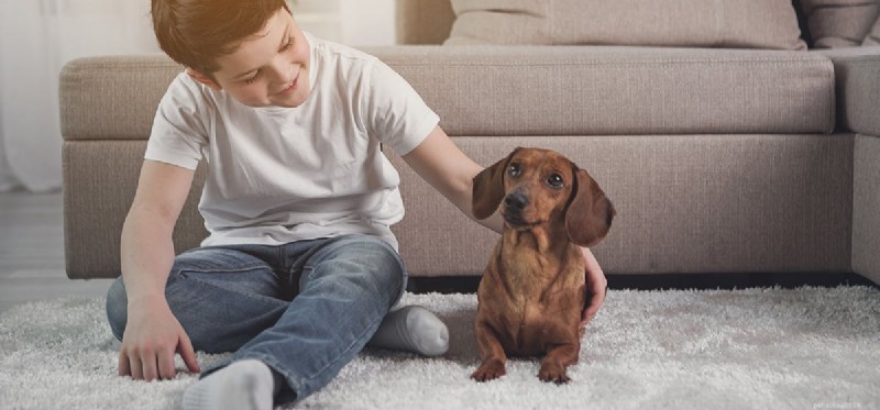 Do Dogs Detect Rats? How Their Hearing Spot Rodents