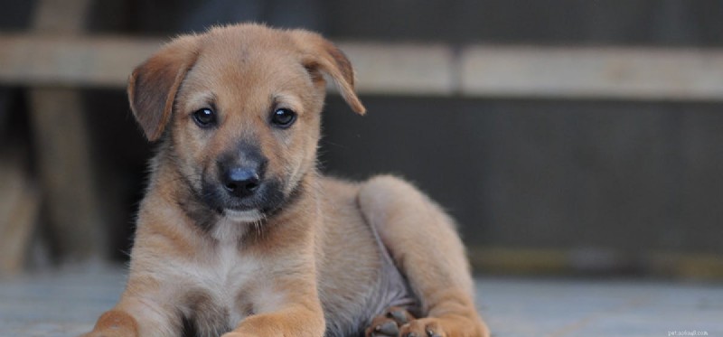Do Dogs Detect Rats? How Their Hearing Spot Rodents